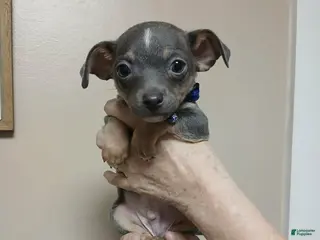 Chihuahua dogs Ash ( toy ) - Ad 39