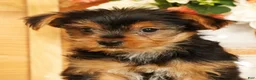 Yorkshire Terrier dogs for sale: Sammy - Ad 8