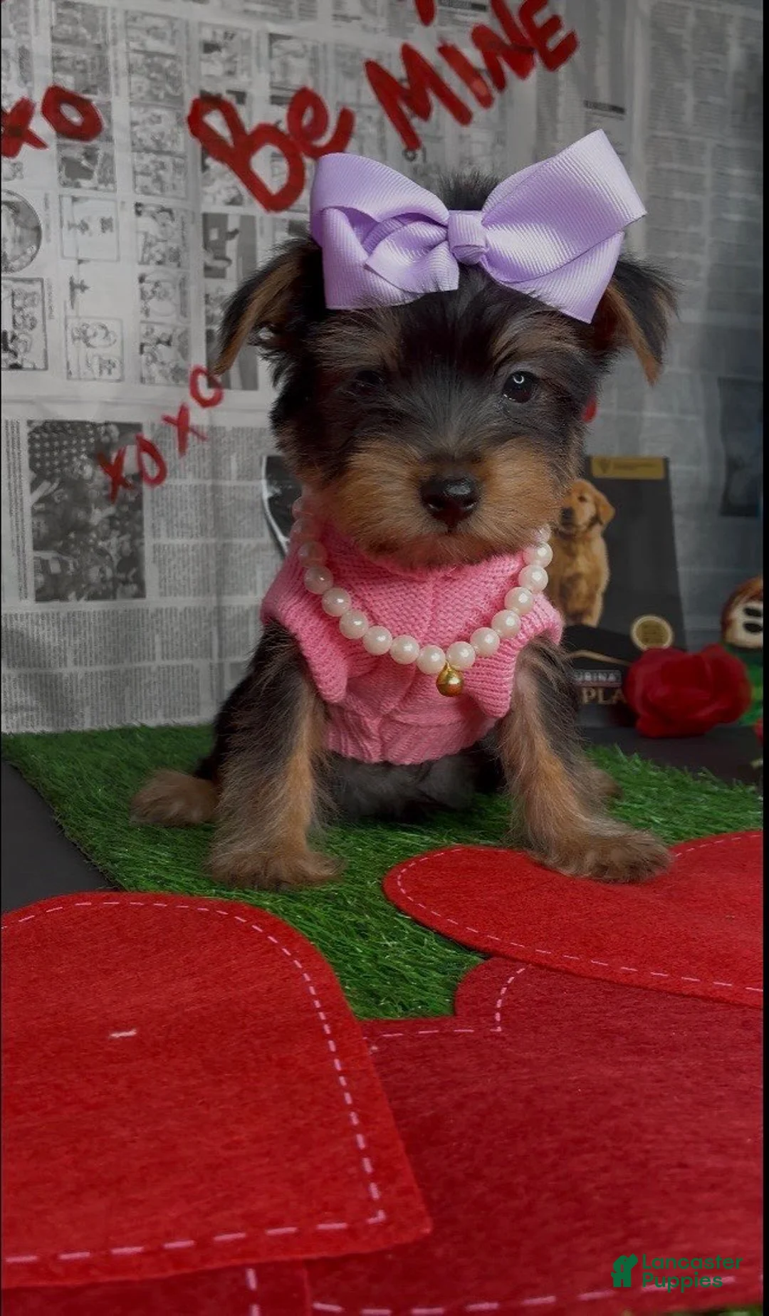 Yorkshire Terrier dogs for sale: Chloe - Ad 6