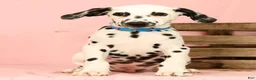Dalmatian dogs for sale: Keno - Ad 5