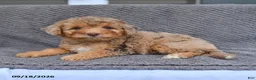 Mini Aussiedoodle dogs for sale: Abby - Ad 3