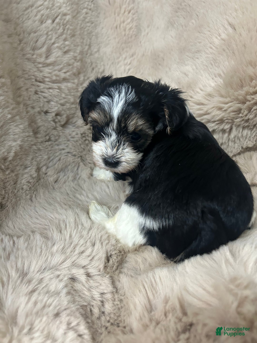 Morkie dogs for sale: Charlie - Ad 7