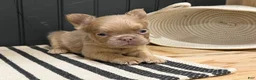 French Bulldog dogs for sale: Cinnamon - Ad 7