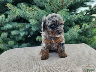 Mini Bernedoodle dogs Leasha - Ad 34