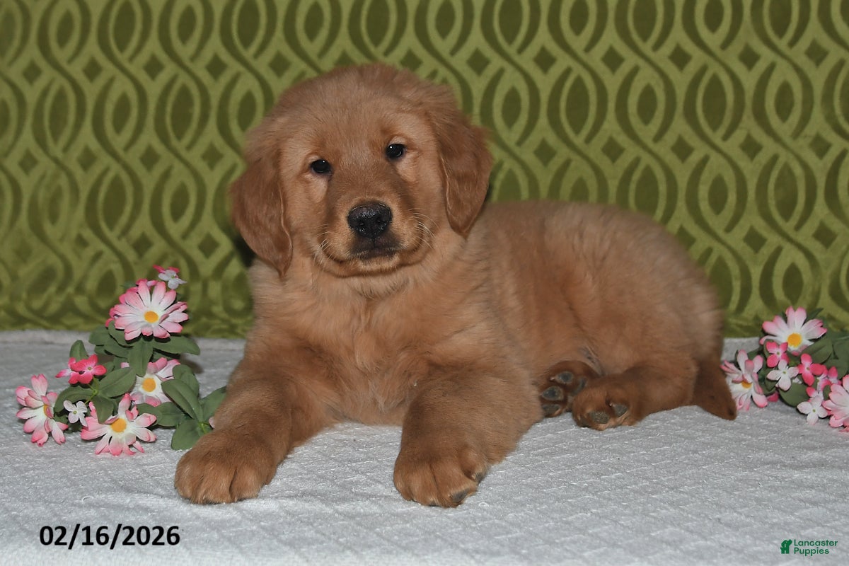 Golden Retriever dogs Canyon - Ad 1