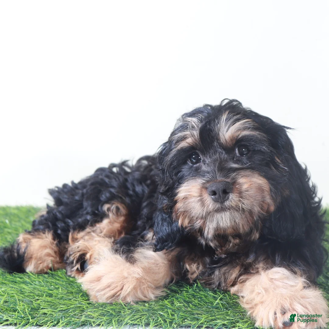 Cavapoo dogs for sale: Milo Adorable Blk/Tan Cavapoo Puppy  - Ad 4