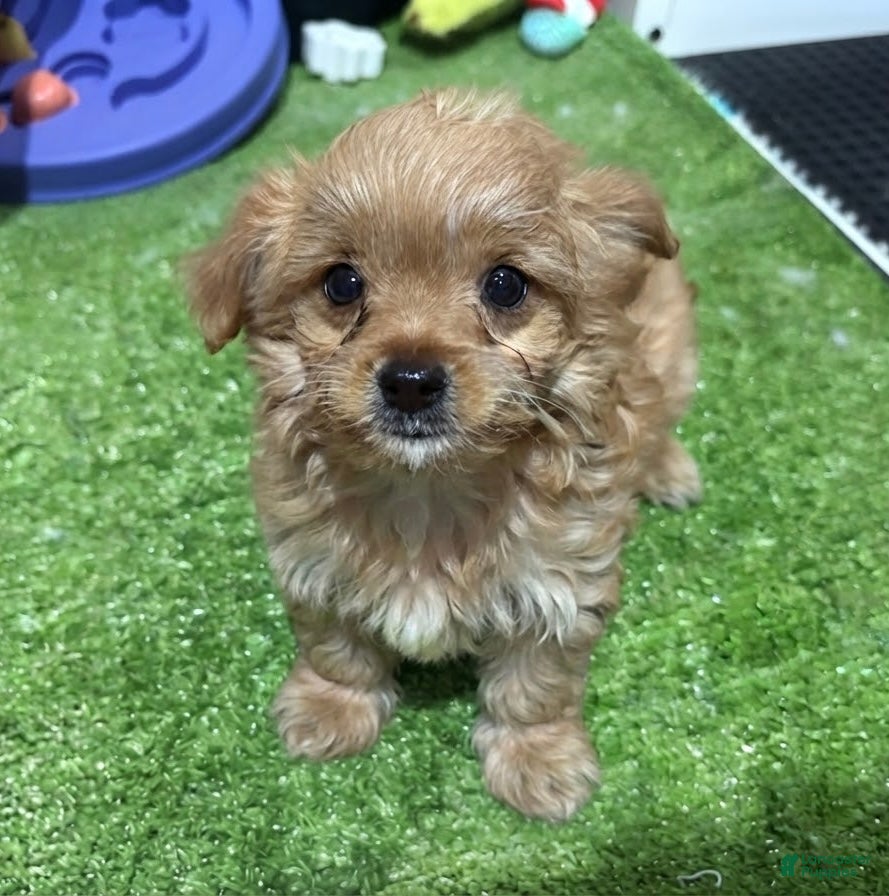 Cavapoo dogs Cavapoo 1 - Ad 3