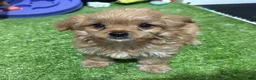 Cavapoo dogs for sale: Cavapoo 1 - Ad 1