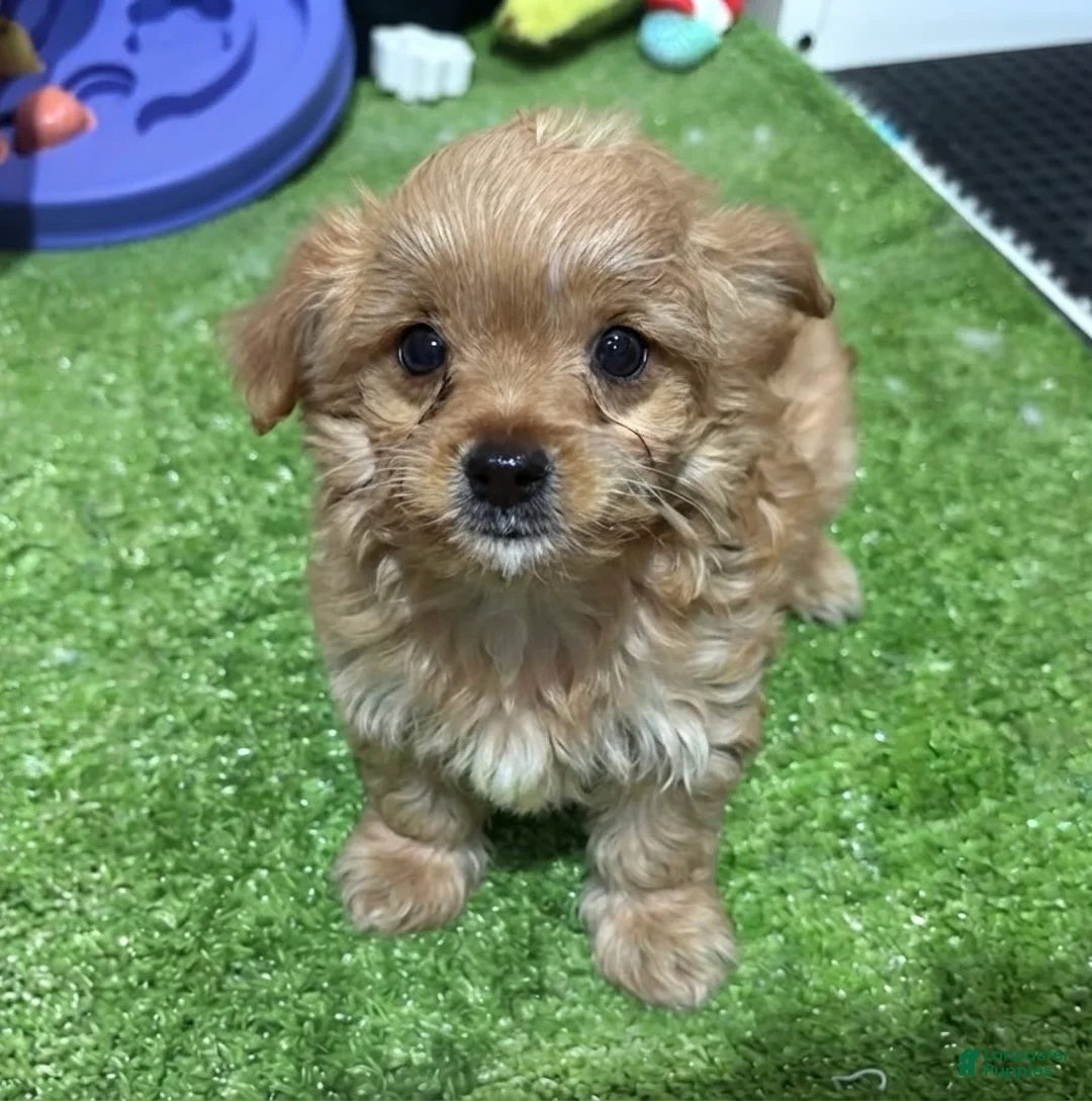 Cavapoo dogs for sale: Cavapoo 1 - Ad 1