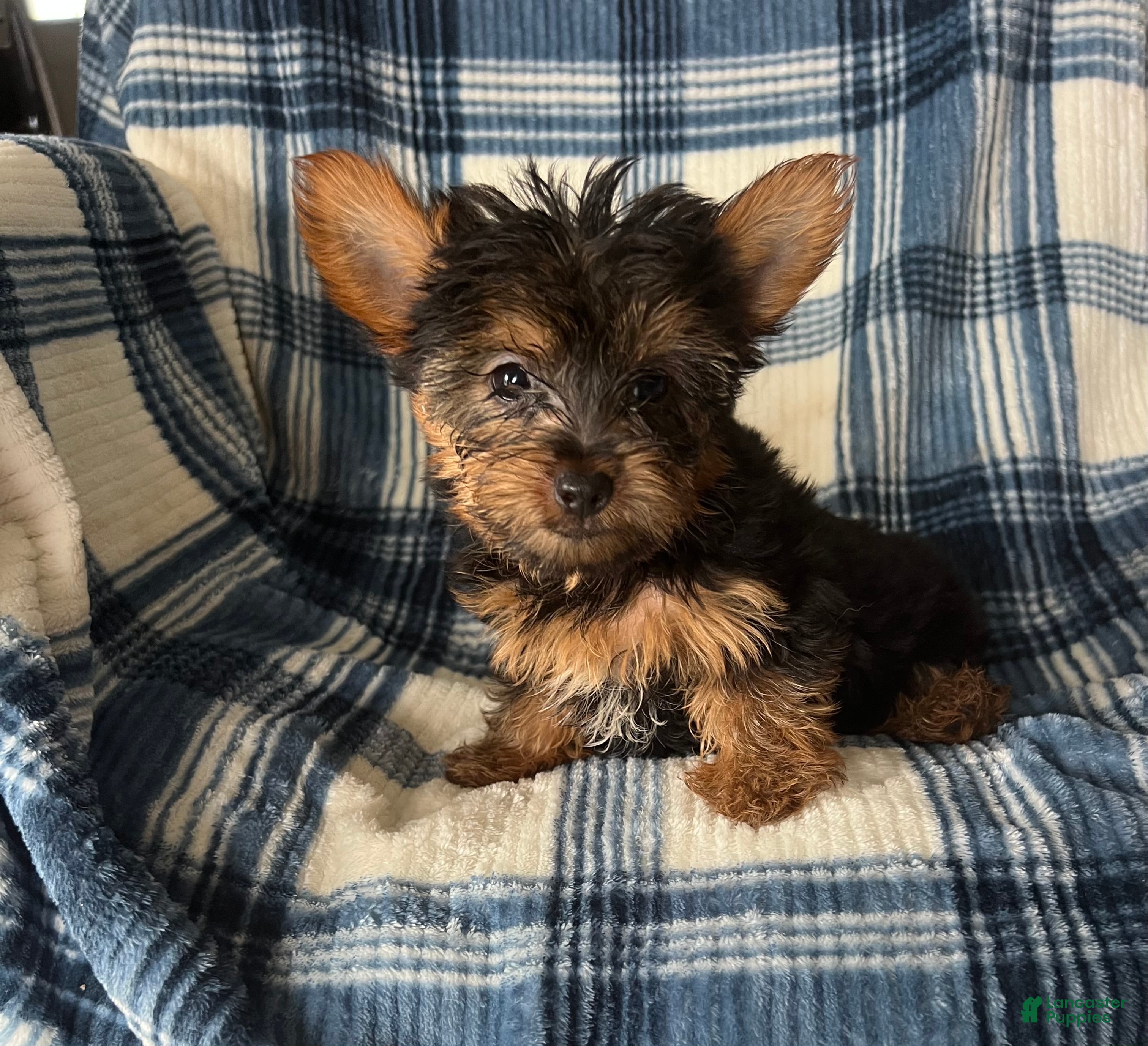 Yorkshire Terrier dogs Scotty-Yorkshire Terrier 2 - Ad 1
