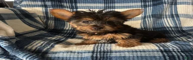 Scotty-Yorkshire Terrier 2