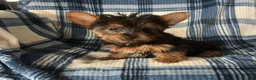 Yorkshire Terrier dogs for sale: Scotty-Yorkshire Terrier 2 - Ad 1