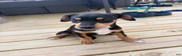 Mixed Breed dogs for sale: Freya - Ad 5