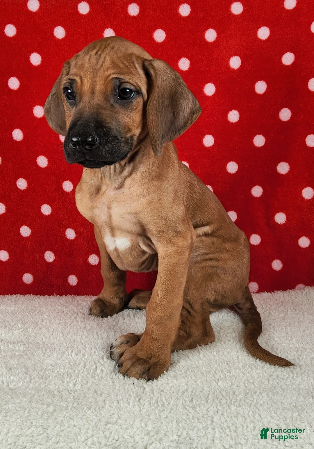 Rhodesian Ridgeback dogs for sale: Maverick - Ad 1