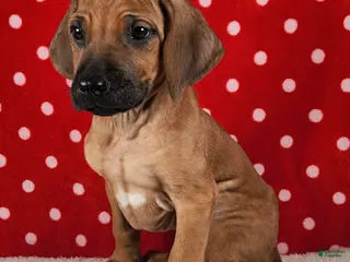 Rhodesian Ridgeback dogs Maverick - Ad 21