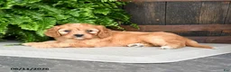 Cavapoo dogs for sale: Rose  - Ad 4