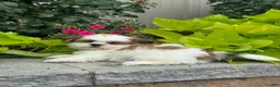 Shih Tzu dogs for sale: Snoopy - Ad 3