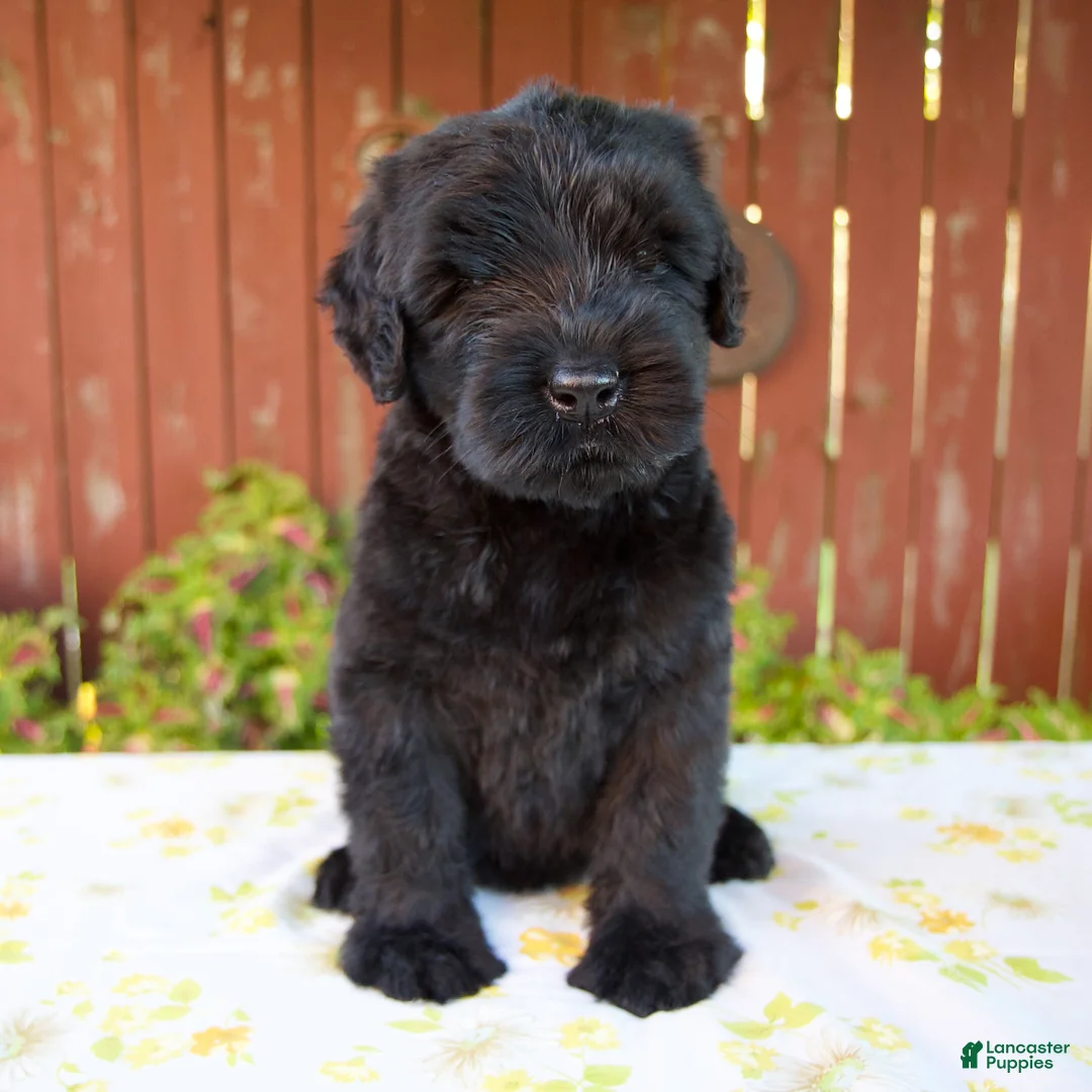 Giant Schnauzer dogs for sale: Renae - Ad 1
