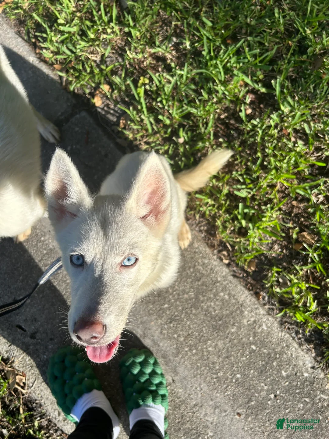 Gallery Image {{count}}