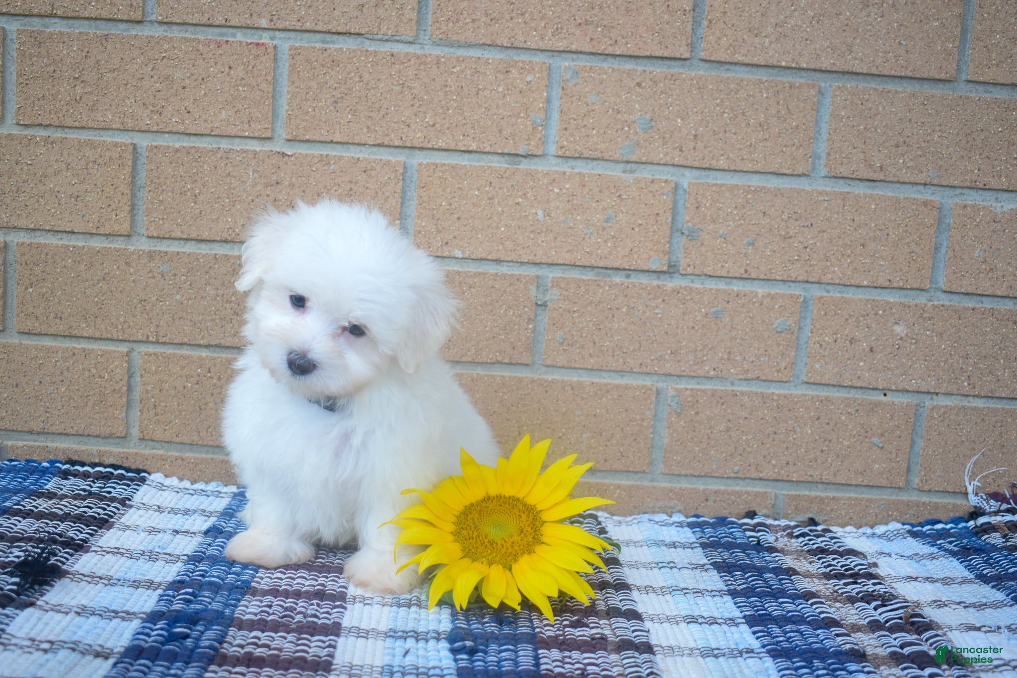 Maltese dogs Ryan 🩵 - Ad 1