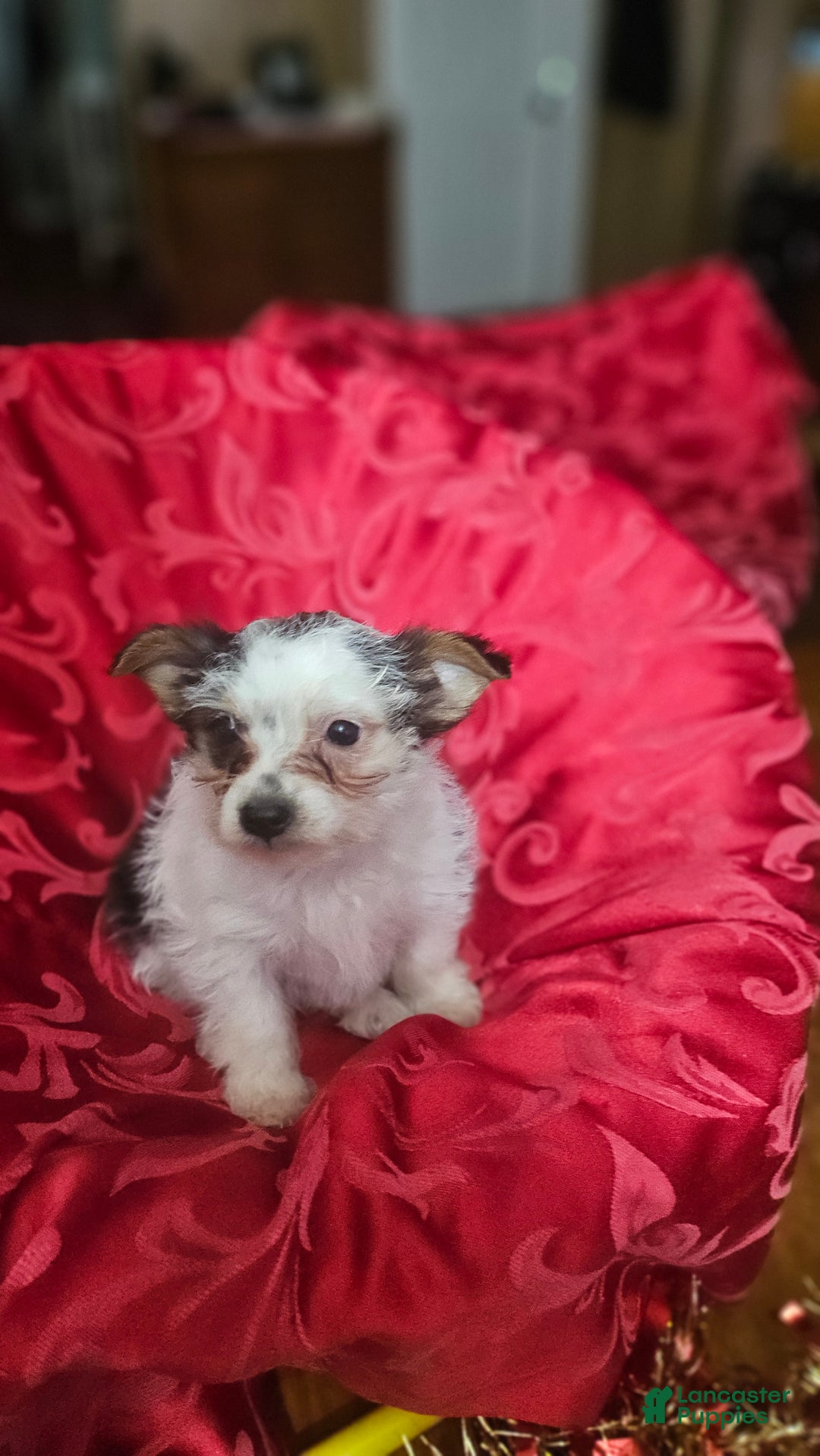 Yorkshire Terrier dogs for sale: Charley  - Ad 5