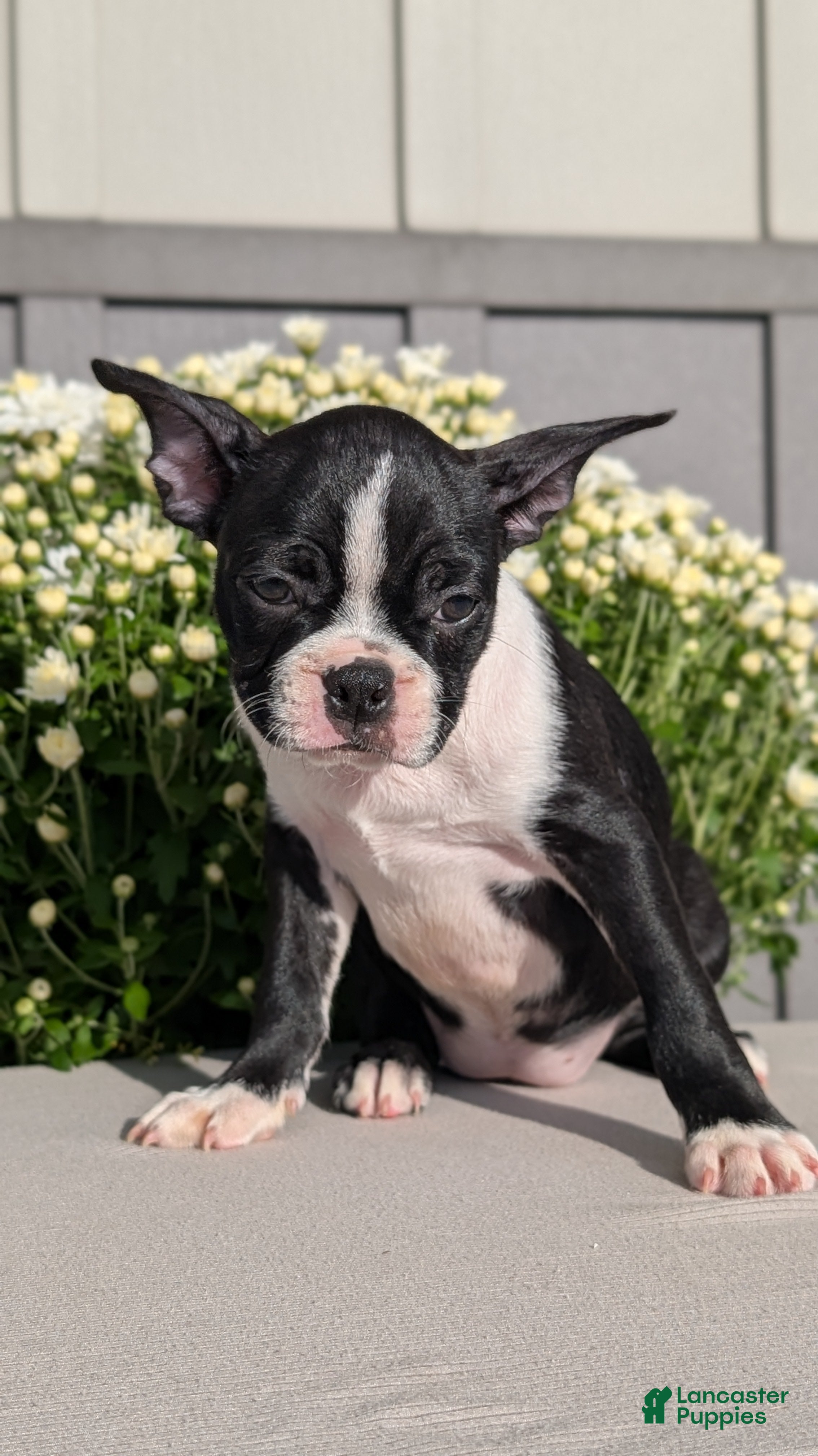Boston Terrier dogs Tessa - Ad 2