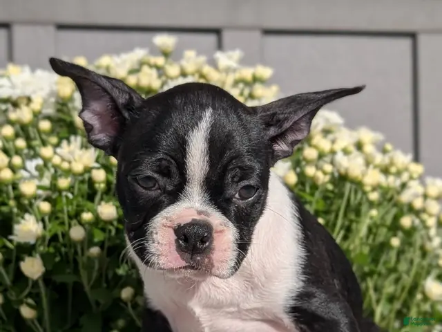 Boston Terrier dogs for sale: Tessa - Ad 2