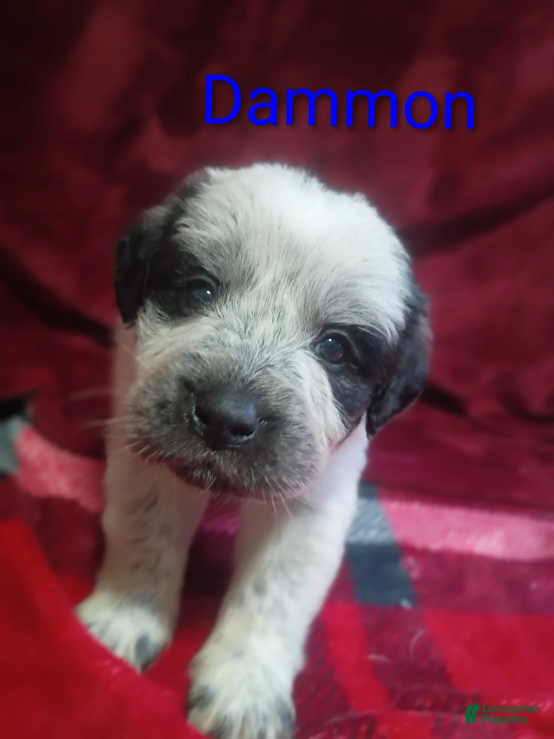 Mixed Breed dogs for sale: Dammon - Ad 1