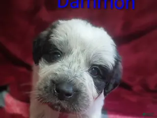 Mixed Breed dogs Dammon - Ad 37
