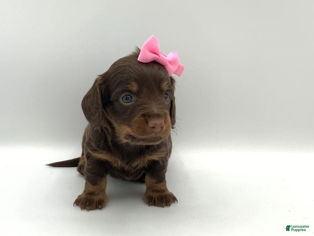 Miniature Dachshund dogs for sale: Kendra - Ad 5