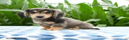 Miniature Dachshund dogs for sale: Mocha - Ad 1