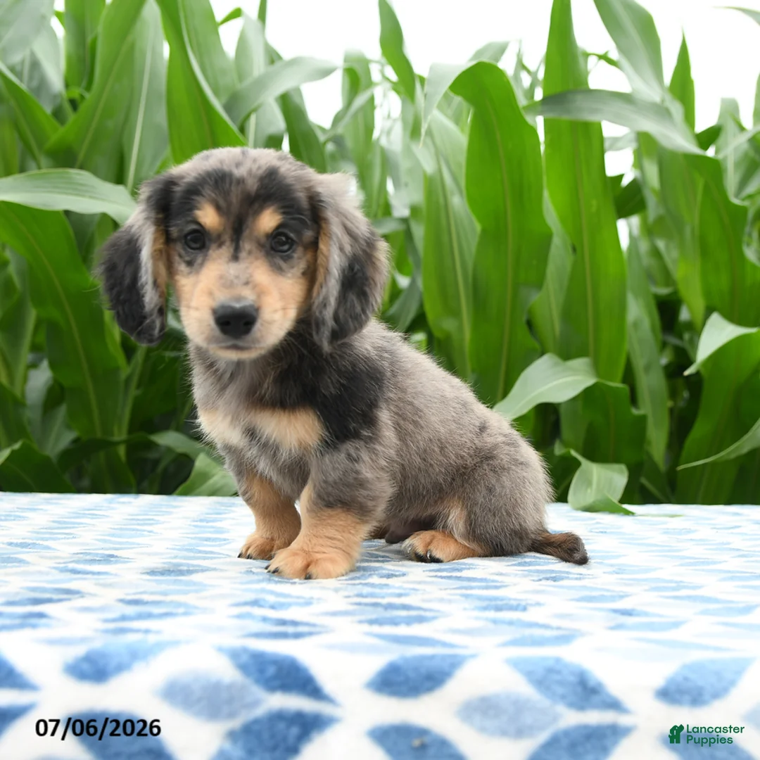 Miniature Dachshund dogs for sale: Mocha - Ad 1