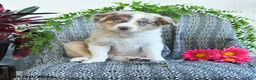 Border Collie dogs for sale: Rose  - Ad 1