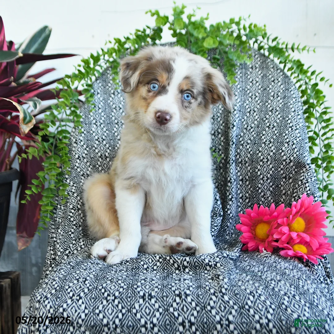 Border Collie dogs for sale: Rose  - Ad 1