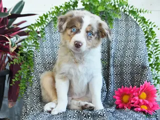 Border Collie dogs for sale: Rose - Ad 3