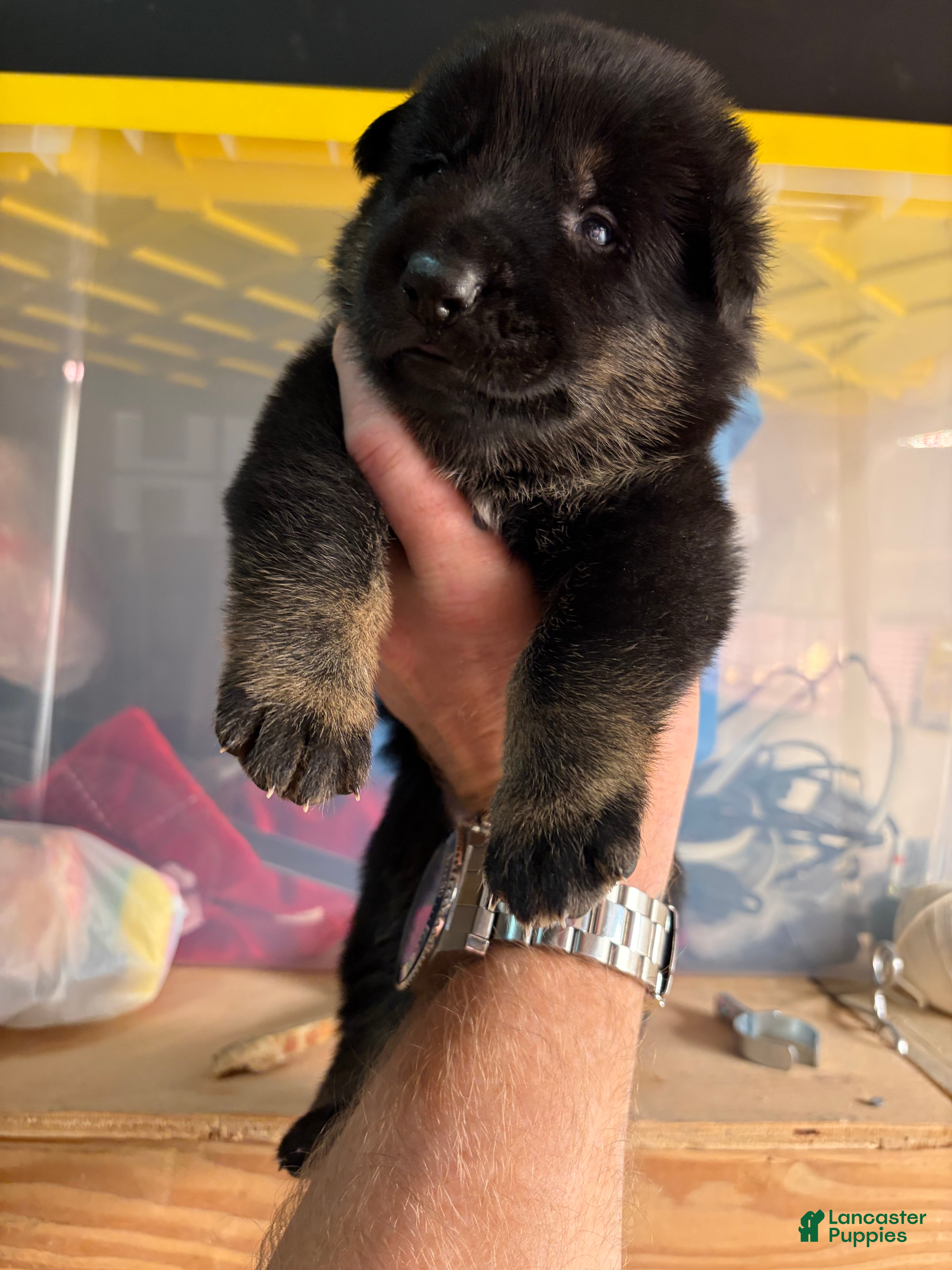 German Shepherd dogs German Shepherd Puppy 8 - Ad 2