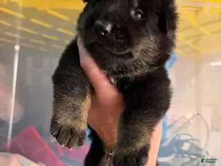 German Shepherd dogs German Shepherd Puppy 8 - Ad 16