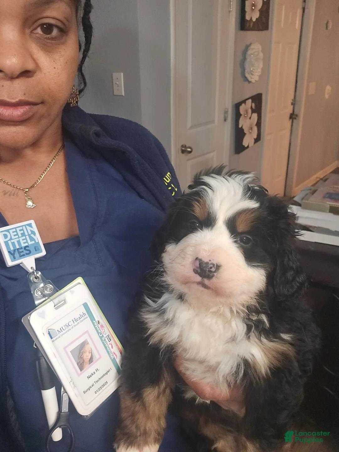 Bernese Mountain Dog dogs for sale: Ciena  - Ad 2