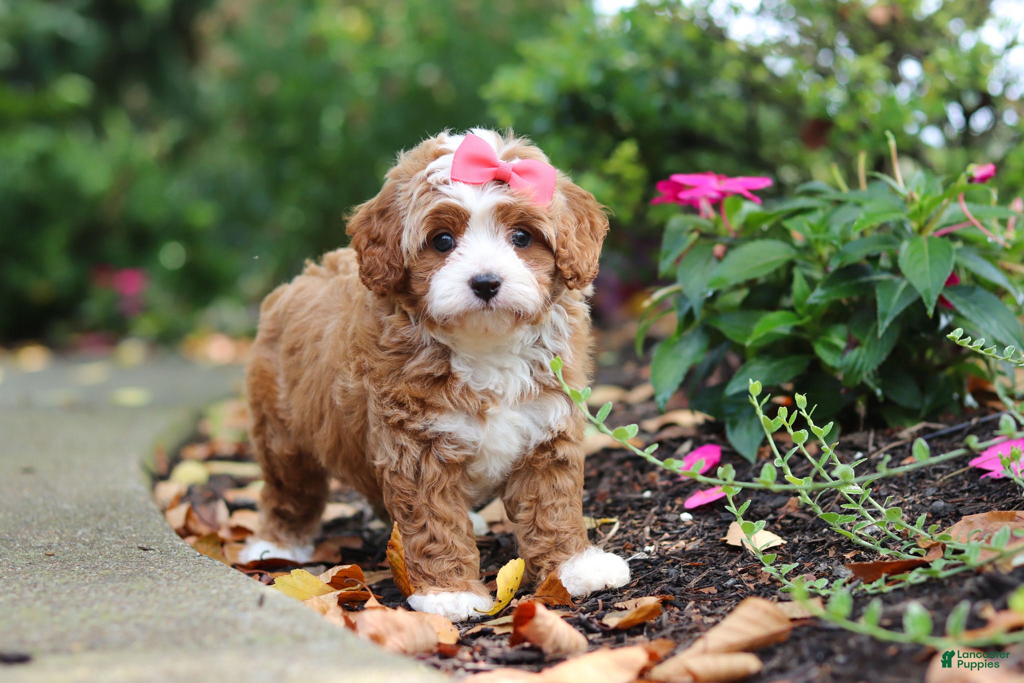 Cavapoo dogs Vivian - Ad 1