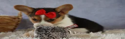 Welsh Corgi Pembroke dogs for sale: Ziggy 🩵 - Ad 15