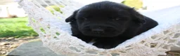 Newfoundland dogs for sale: Midnight - Ad 15