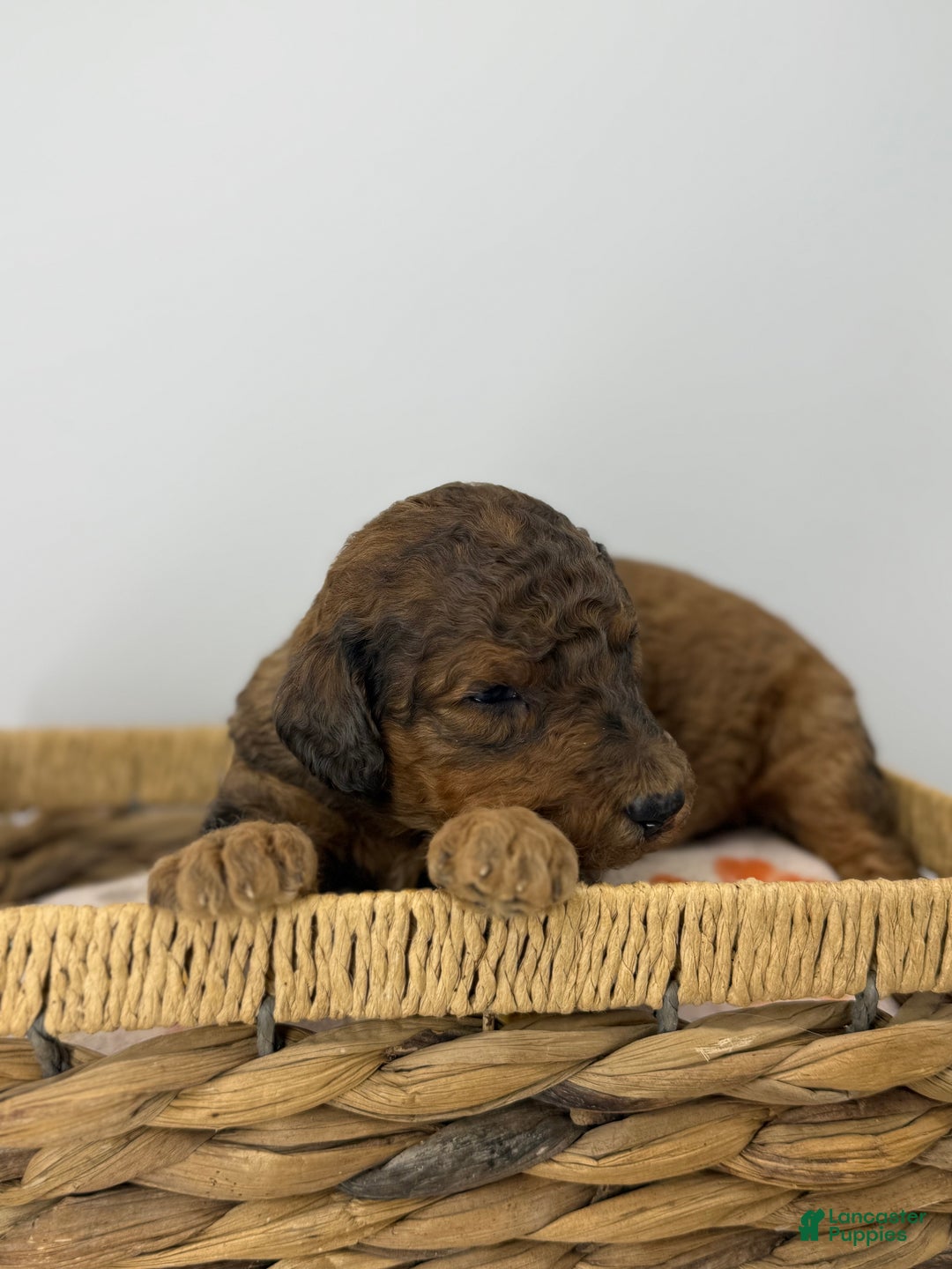 Sheepadoodle dogs for sale: Butterscotch - Ad 2