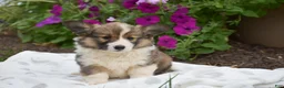 Welsh Corgi Pembroke dogs for sale: Rachel - Ad 4
