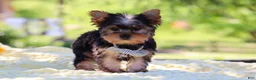 Yorkshire Terrier dogs for sale: Bolt - Ad 10
