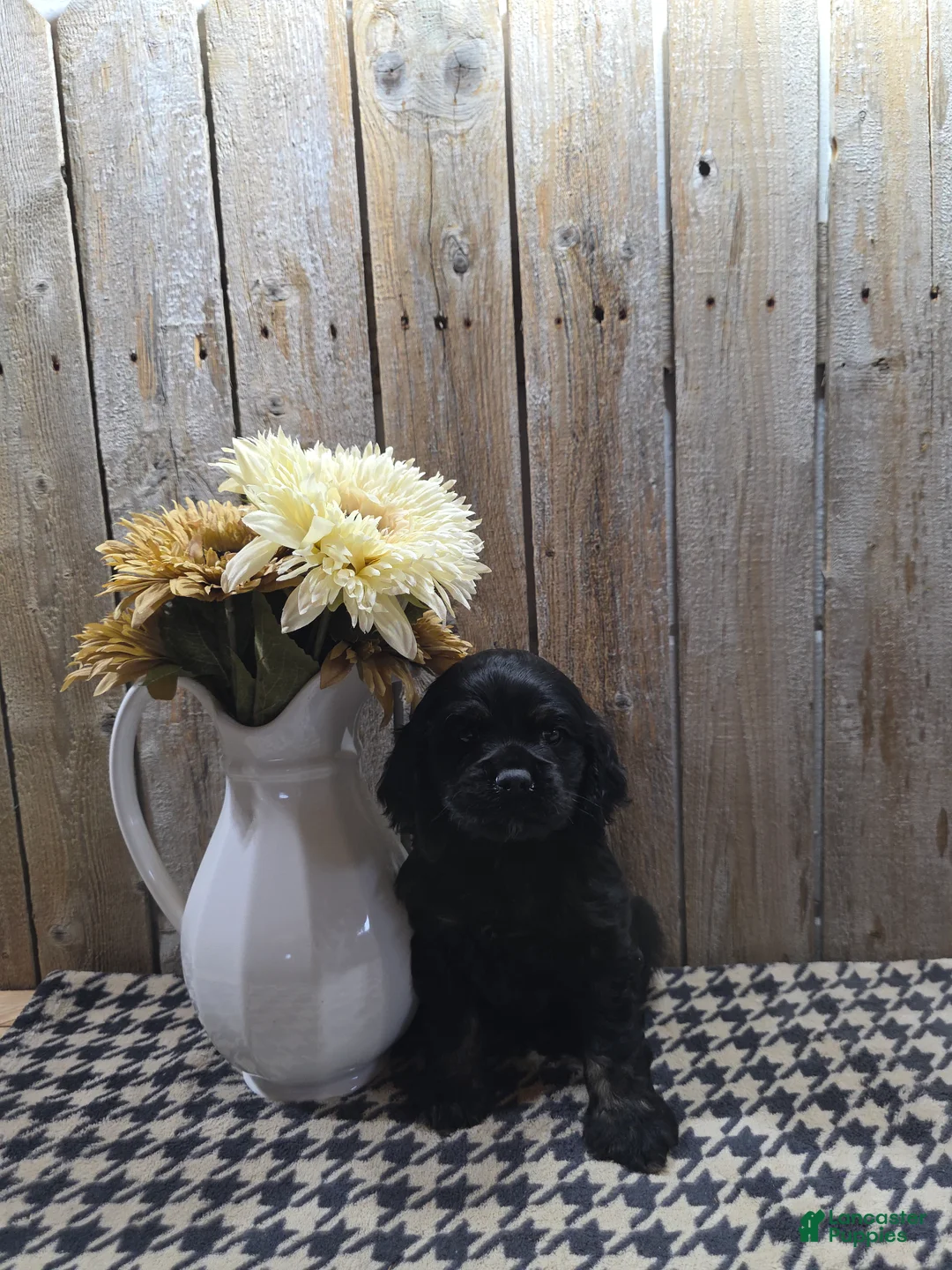 Cocker Spaniel dogs for sale: Jordan - Ad 2