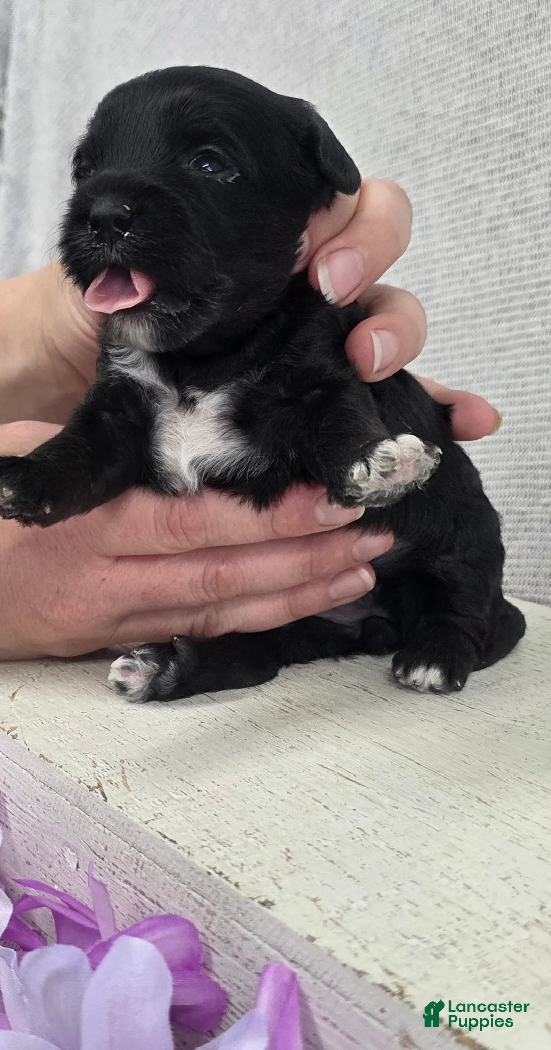 Shihpoo dogs for sale: Bonnie - Ad 5