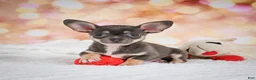 Chihuahua dogs for sale: Maggie - Ad 7