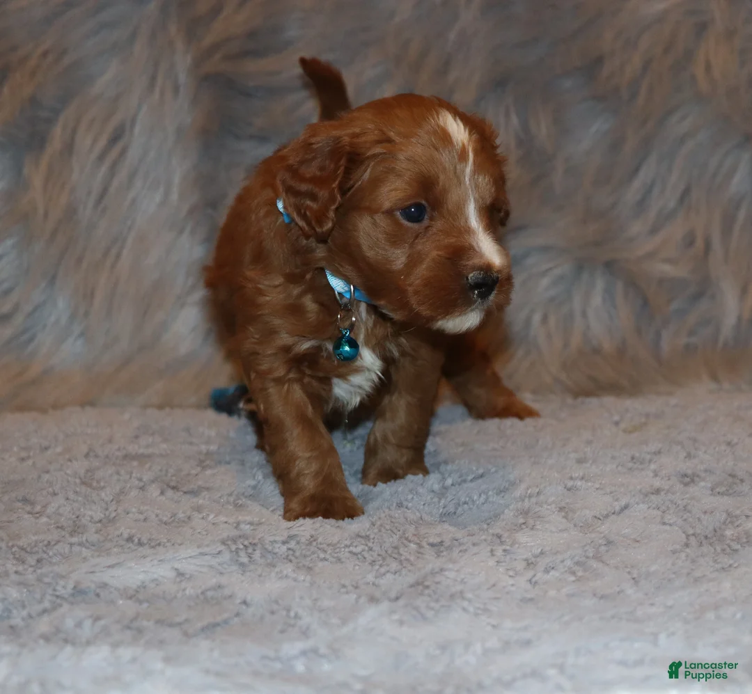 Mini Goldendoodle dogs for sale: Waylon 💙 Genetic Clear Parents - Ad 25