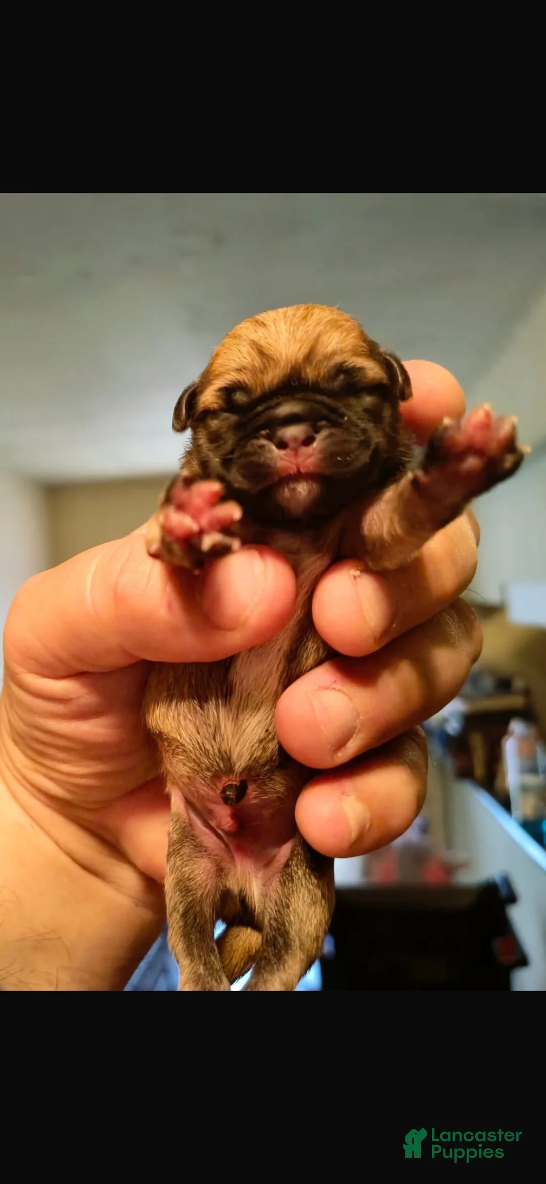French Bulldog dogs for sale: French Bulldog 1 - Ad 4