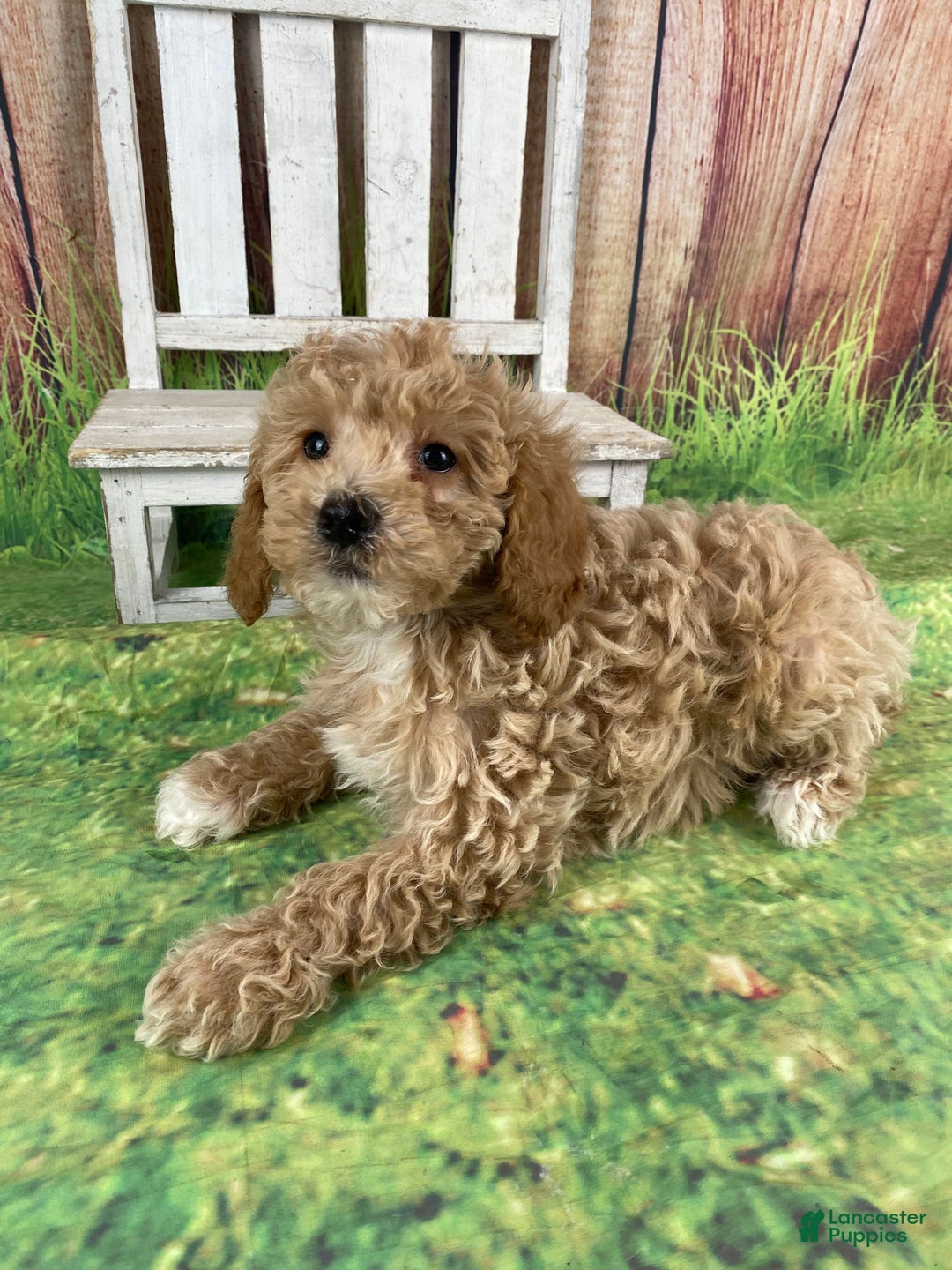 Miniature Poodle dogs for sale: Teddy - Ad 13